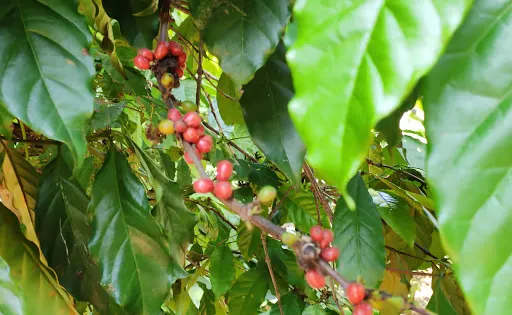 Ranweli Spice Garden