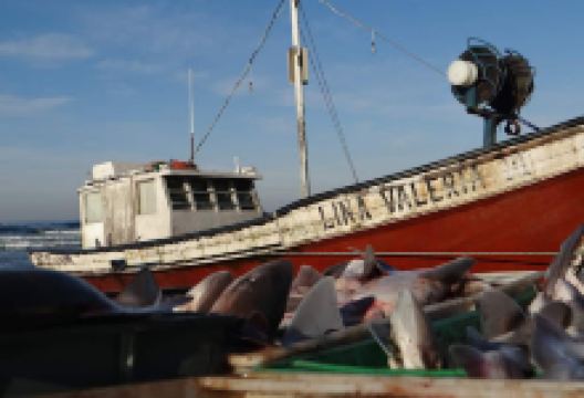 Pescaderia Punta del Diablo购物图片