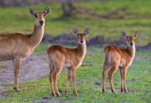 Konkamoya Lodge景点图片