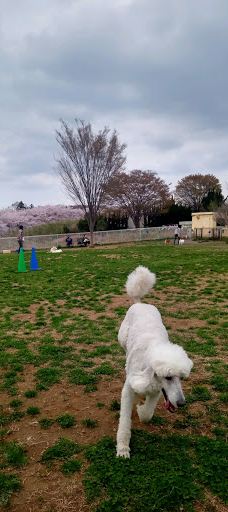 世界名犬牧场-前桥市