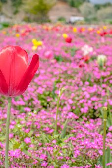 Damask Wind-鹿屋市