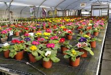 Middleton Farm Nurseries购物图片
