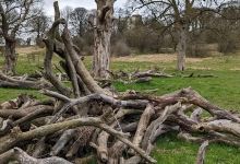 Hardwick Park (Ponds)景点图片