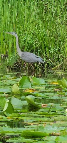 Pinery Provincial Park-大本德