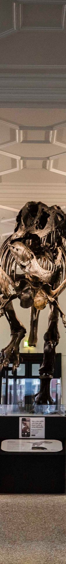 曼彻斯特博物馆-曼彻斯特