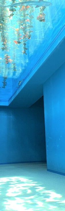 仙台海洋森林水族馆-仙台