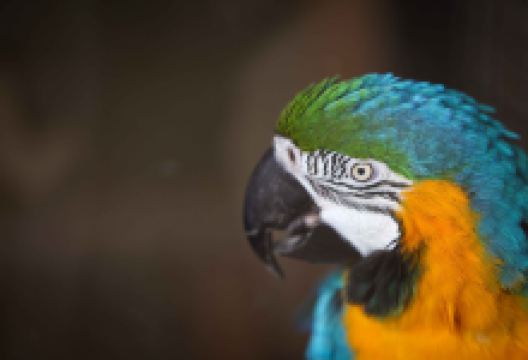 Whitehouse Farm Centre景点图片