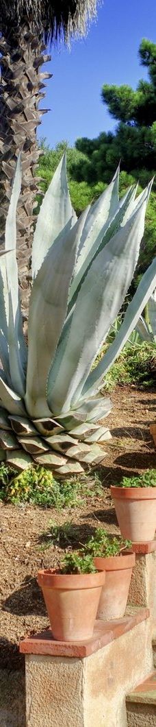 Jardí Botànic Tropical Paratge Pinya de Rosa-布拉内斯
