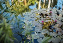 Jardin Botanico Culiacan景点图片