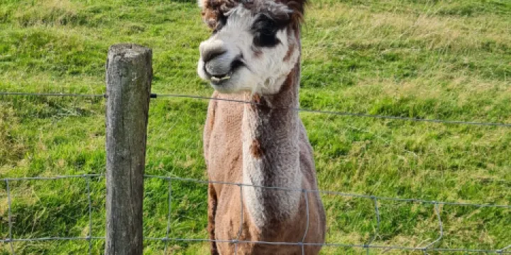 梅菲爾德羊駝館