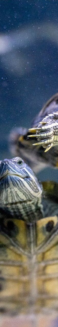 ViaSea水族馆-伊斯坦布尔