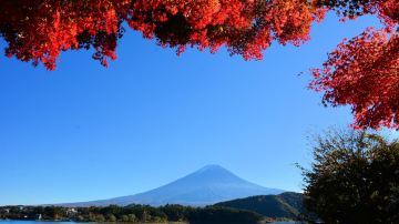 Lake Kawaguchi Maple Corridor