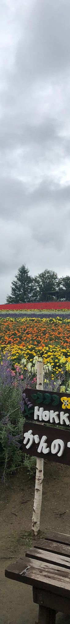菅野农场-上富良野町