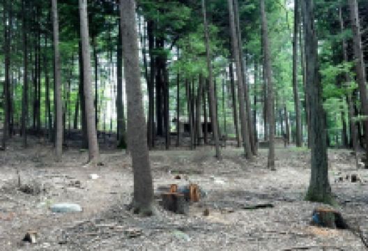 Fort Dummer State Park景点图片