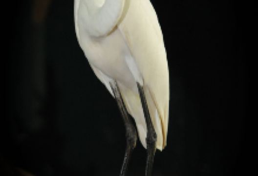 Alabama Wildlife Center景点图片