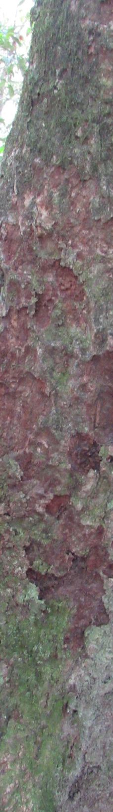 Parque Estadual Mata do Limoeiro-伊塔比拉