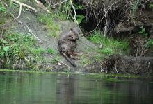 Observation des castors des Gorges du Gardon景点图片