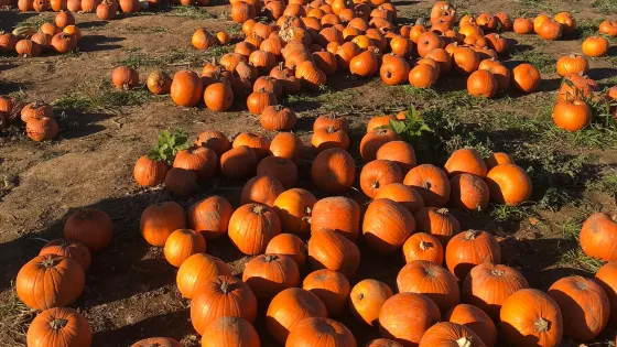 Foxes Farm Produce