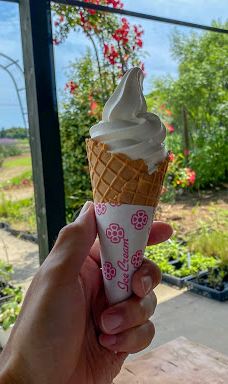 Damask Wind-鹿屋市