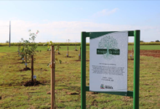 Bosque da Vida景点图片