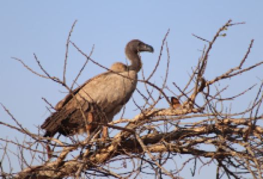 Klipfontein Bird Sanctuary景点图片
