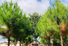 Chùa Phước Quang景点图片
