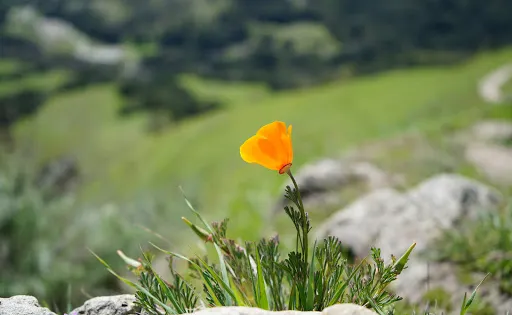 蘇尼奧爾荒野地區