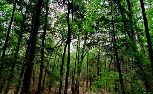 Wolfpit's Nature Preserve