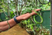 Snake Farm Weligama (Traditional Farm)景点图片