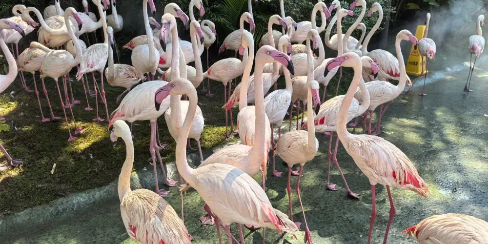 永安旅遊