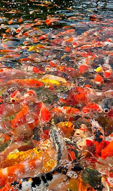 迪沙鲁迷你动物园-Pengerang