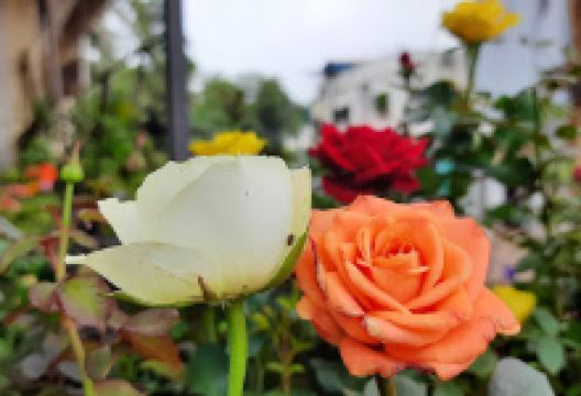 Vrukshavalli Nursery & Garden Store购物图片