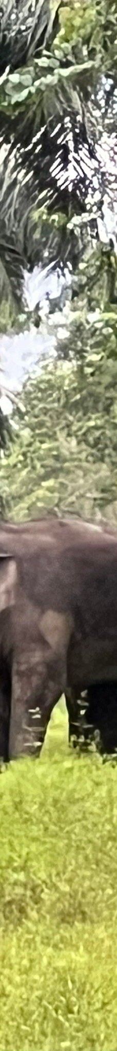 京那巴当岸河-基纳巴唐岸