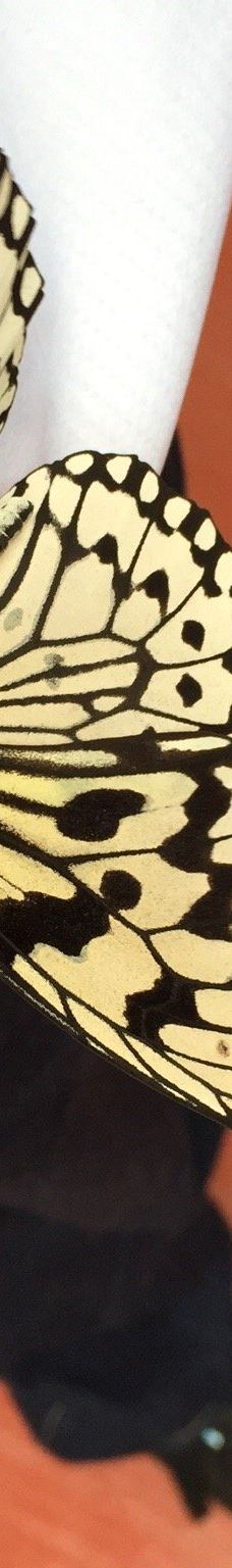 琉宫城蝴蝶园-本部町