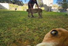 Otjitotongwe Cheetah Park景点图片