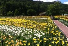 Iide Dondendaira Lily Garden景点图片