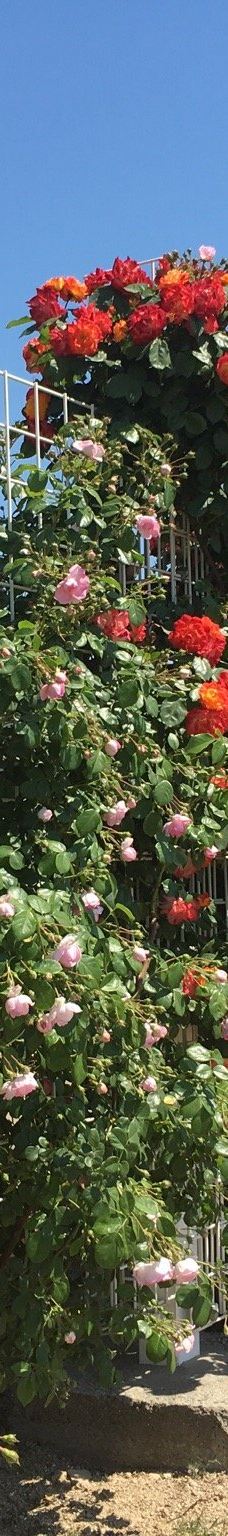 Yoshiumi Rose Park-今治市