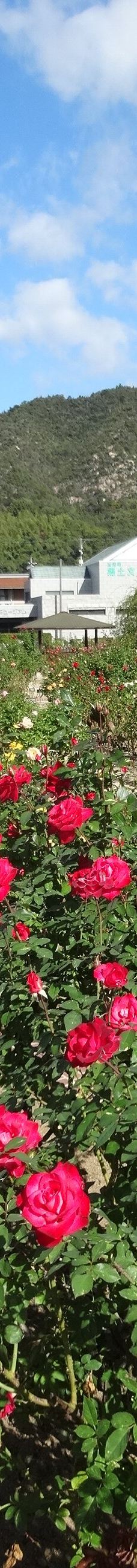 Yoshiumi Rose Park-今治市