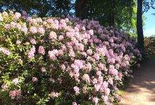 Rhododendron Park景点图片