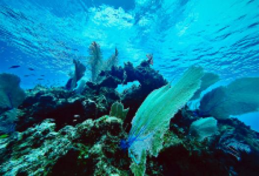 Brac Scuba Shack购物图片