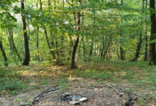 Hoia Baciu Forest景点图片