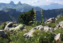 Alpengarten La Rambertia景点图片
