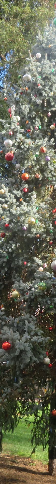 Healdsburg Plaza-希尔兹堡