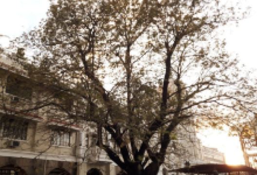 The Kalayaan Tree景点图片
