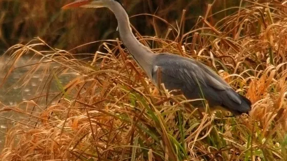 Wildgrounds Nature Reserve