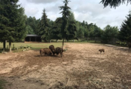 Wisentgehege Usedom景点图片