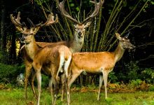 Ranch Deer Valley景点图片