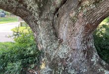 The Cora Tree景点图片