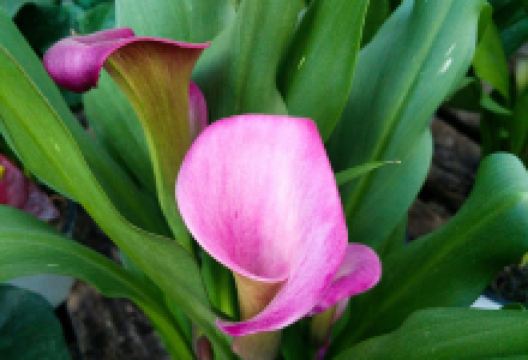 Vivero Lunaria购物图片