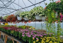 Lüganuse Lilleaed OÜ购物图片